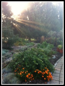Early morning light