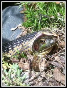 Snake eats frog