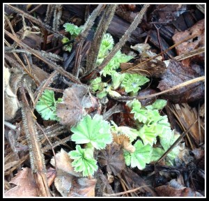 Lady's mantle in spring