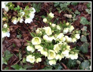 Hellebores