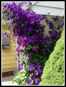 Clematis on porch