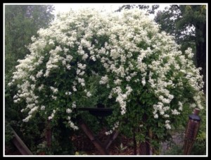 clematis