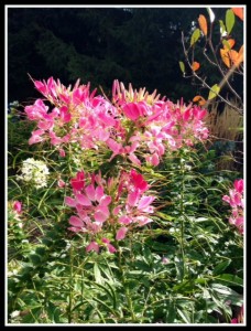 Cleome