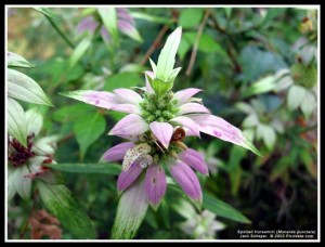 Dotted monarda