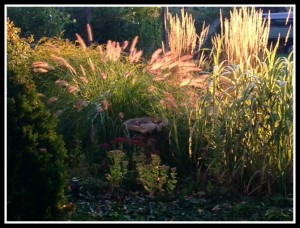 Grass backlit