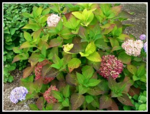 Hydrangea colorful