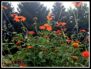 Orange sunflowers