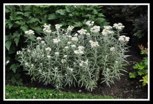 Pearly Everlasting