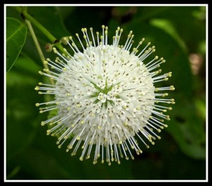 buttonbush