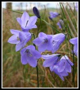 harebell