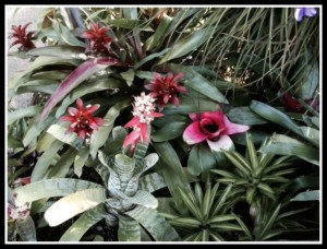 MBG Bromeliads