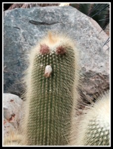 mbg Cute Cactus