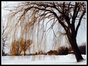 Willow trees are an early sign of spring. 