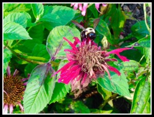 Bee balm