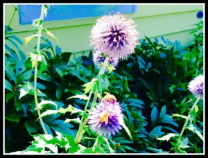 Echinops ritro