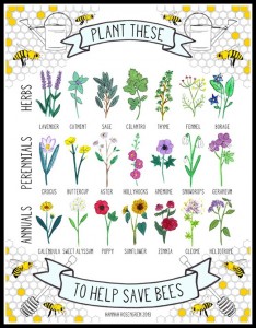 Plant for bees chart by Hannah Rosengren