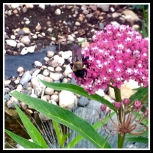 Swamp milkweed 2