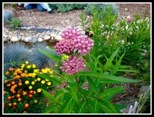 Swamp milkweed