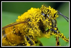 bee_pollen_macro