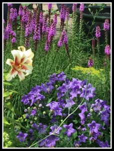 Balloon flowers and liatris2