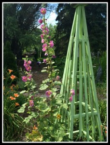 I planted cream-colored hollyhocks nearby. Mother Nature had other ideas. She moved this plant a few feet and turned it pink!