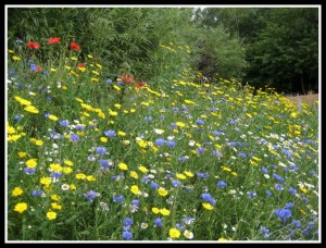 Wildflower patch