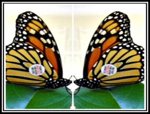 Monarch Mirror Image