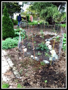 New Native Garden (2)