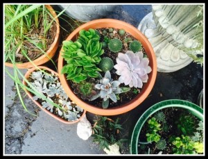 Pots of Sedums