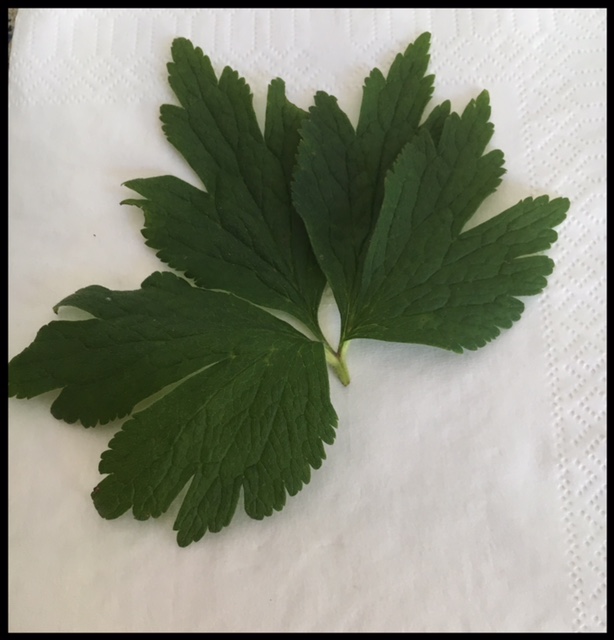 Three lobed leaves feel like felt.