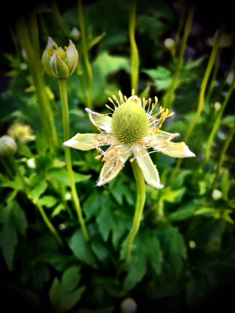 Thimbleweed blossom.