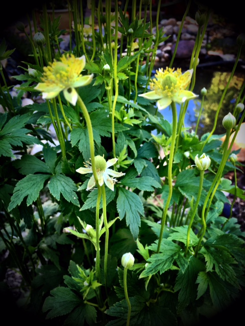 Three thimbleweed flowers.