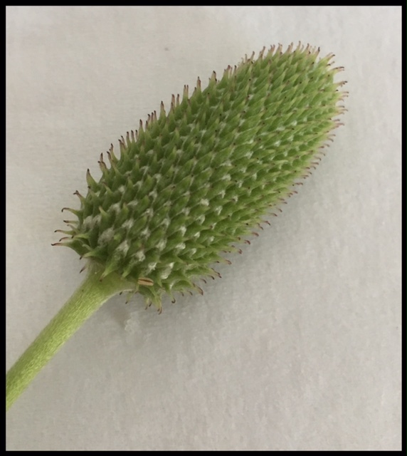 Thimbleweed thimble-shaped seed head