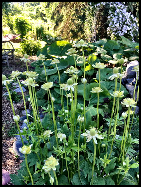 Thimbleweed blooms in June