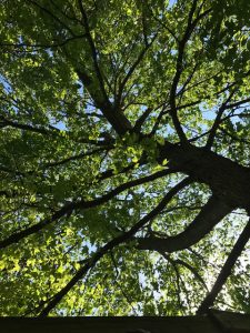 The canopy of trees