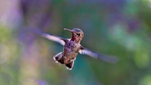 Hummingbird looking
