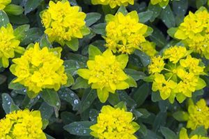 Cushion spurge