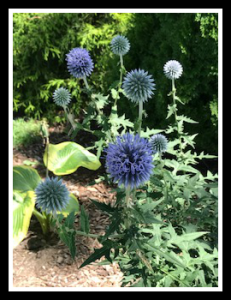 Globe thistle