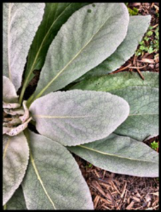 Mullein