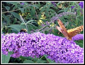 Butterfly