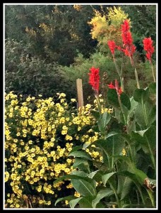 Cannas and sunflowers