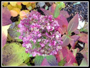 Fall Hydrangea