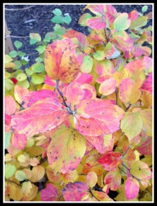 Fothergilla