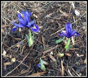Iris reticulata