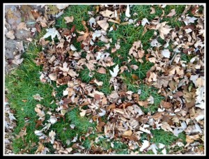 Leaves on ground 3