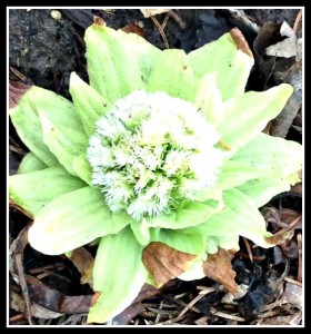 Petasites in spring