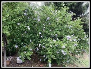 Rose of Sharon