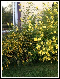 Solidago and sunflowers