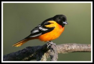 baltimore-oriole-300x200