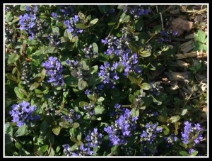 Ajuga